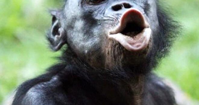 Truyện Cười Kiểu Mỹ – Trần Văn Giang (ghi lại)