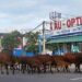 Khi Đàn Bò Vào Thành Phố – Quốc Nguyên