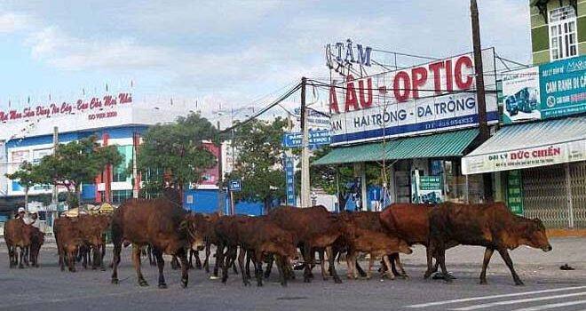 Khi Đàn Bò Vào Thành Phố – Quốc Nguyên