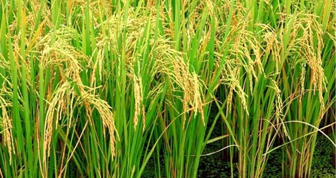 Lịch Sử Lúa Gạo – Huỳnh Chiếu Đẳng (ghi lại)
