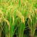 Lịch Sử Lúa Gạo – Huỳnh Chiếu Đẳng (ghi lại)